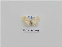 藏品(尺蛾460)的圖片